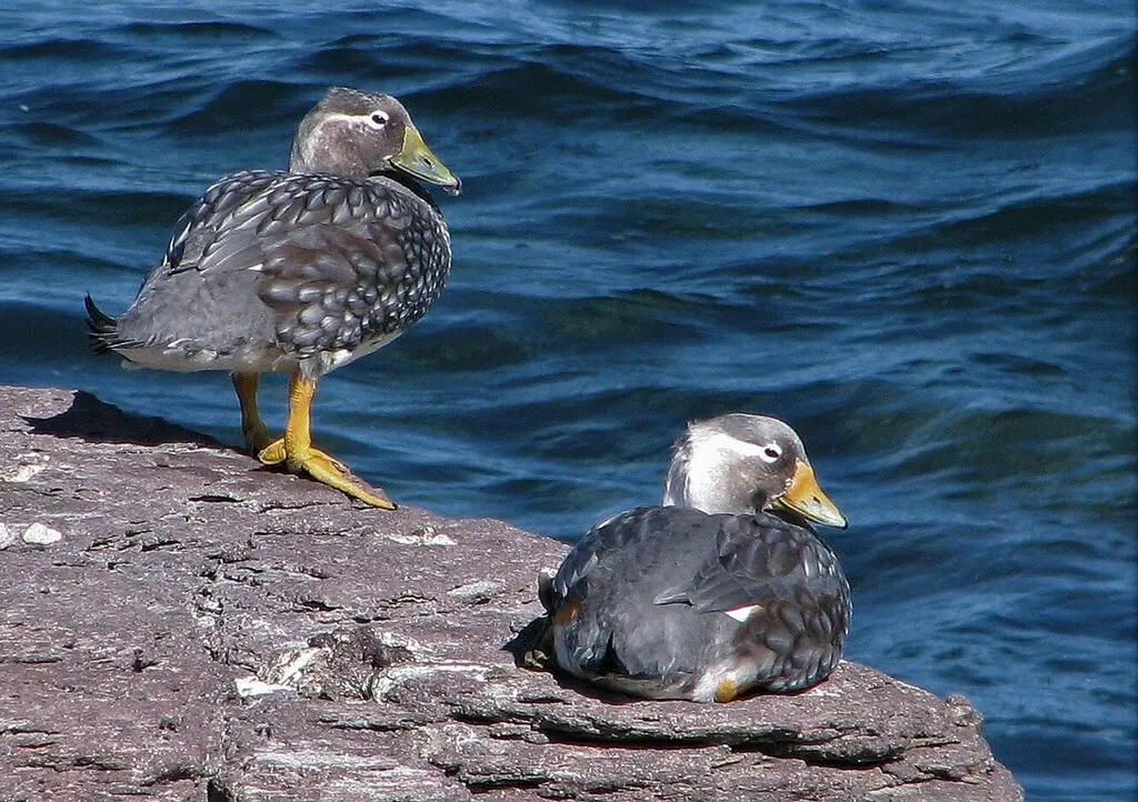 白头船鸭(Tachyeres leucocephalus)