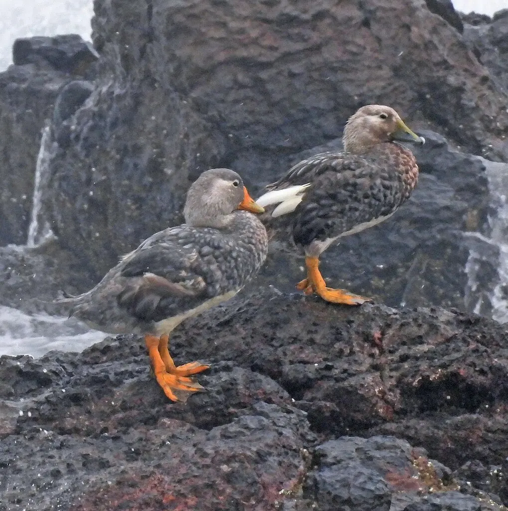 白头船鸭(Tachyeres leucocephalus)