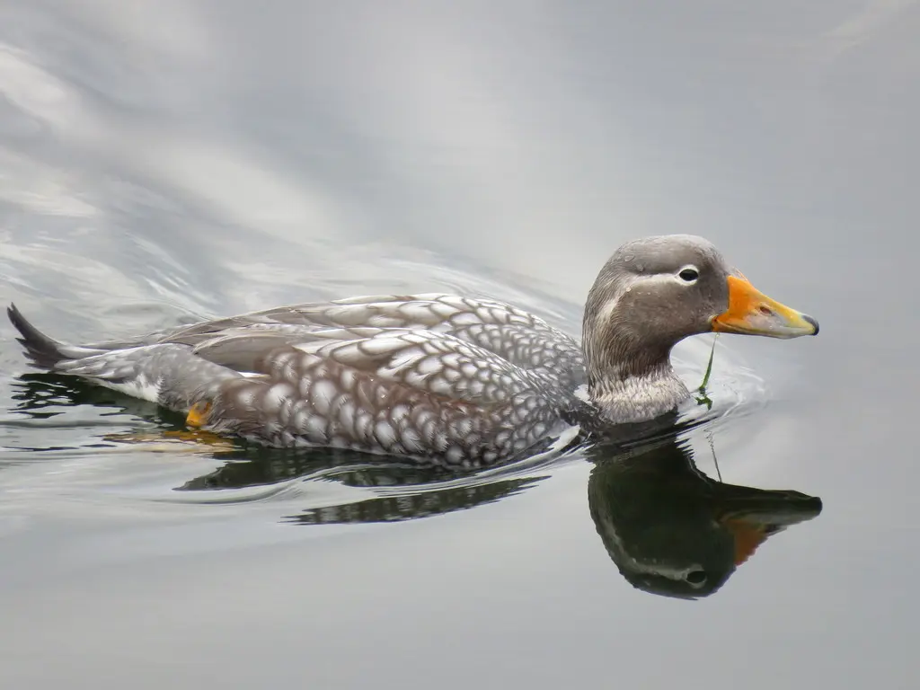 花斑船鸭(Tachyeres patachonicus)