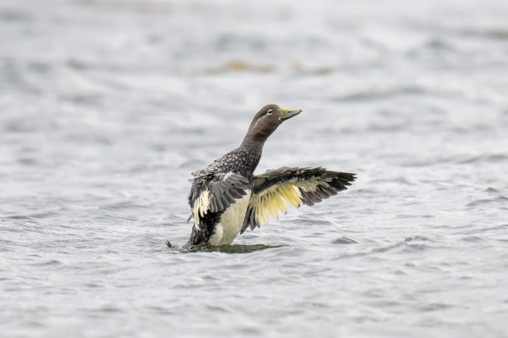 花斑船鸭(Tachyeres patachonicus)