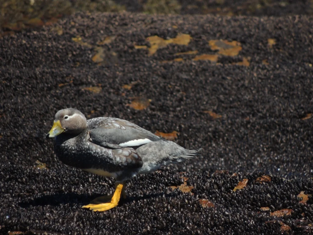 花斑船鸭(Tachyeres patachonicus)