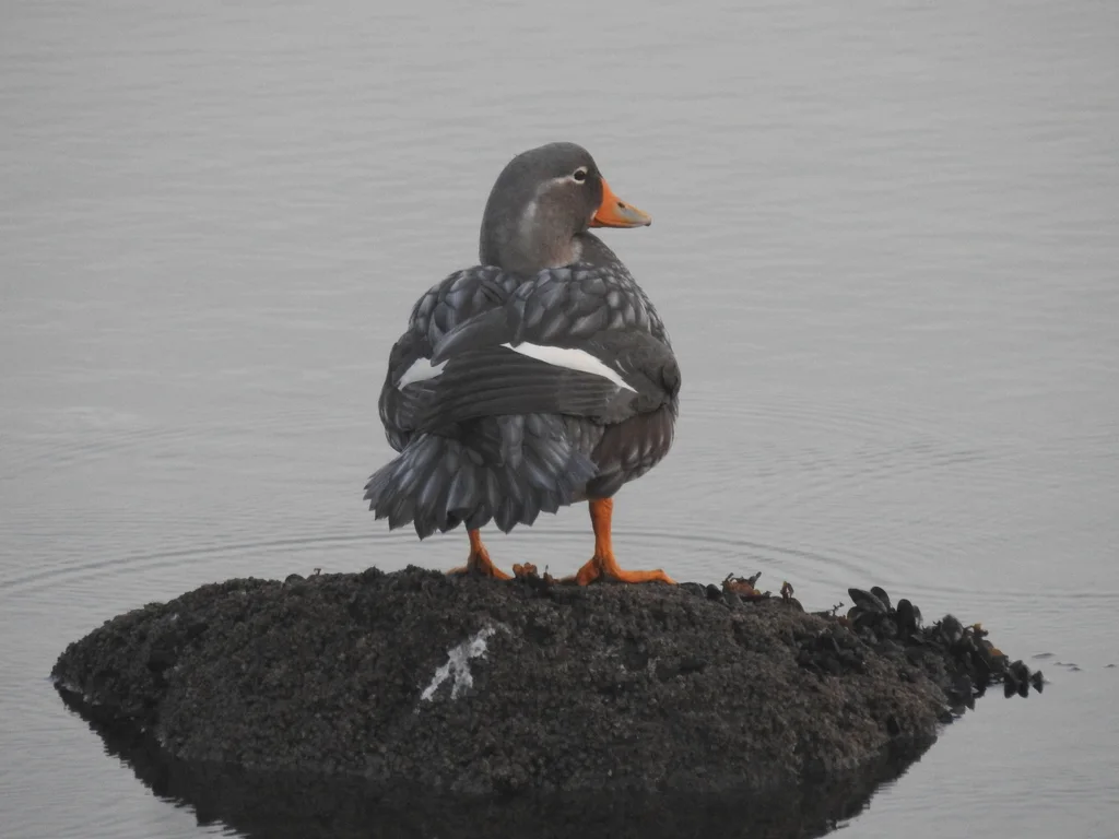 花斑船鸭(Tachyeres patachonicus)