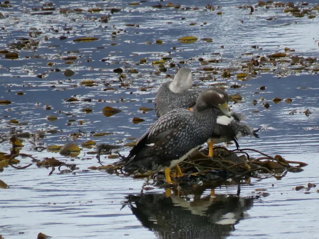 花斑船鸭(Tachyeres patachonicus)
