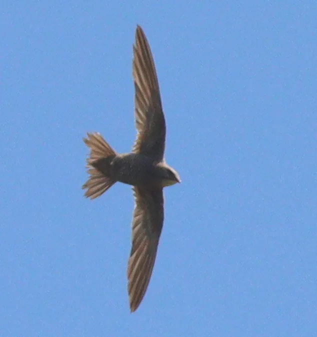 杂斑雨燕（Tachymarptis aequatorialis）