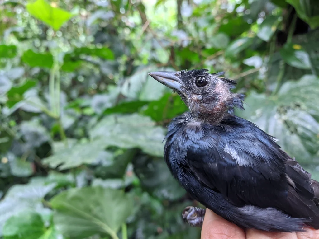 红冠黑唐纳雀(Tachyphonus coronatus)