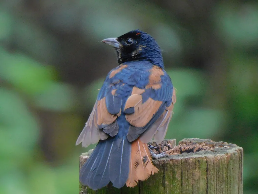 红冠黑唐纳雀(Tachyphonus coronatus)