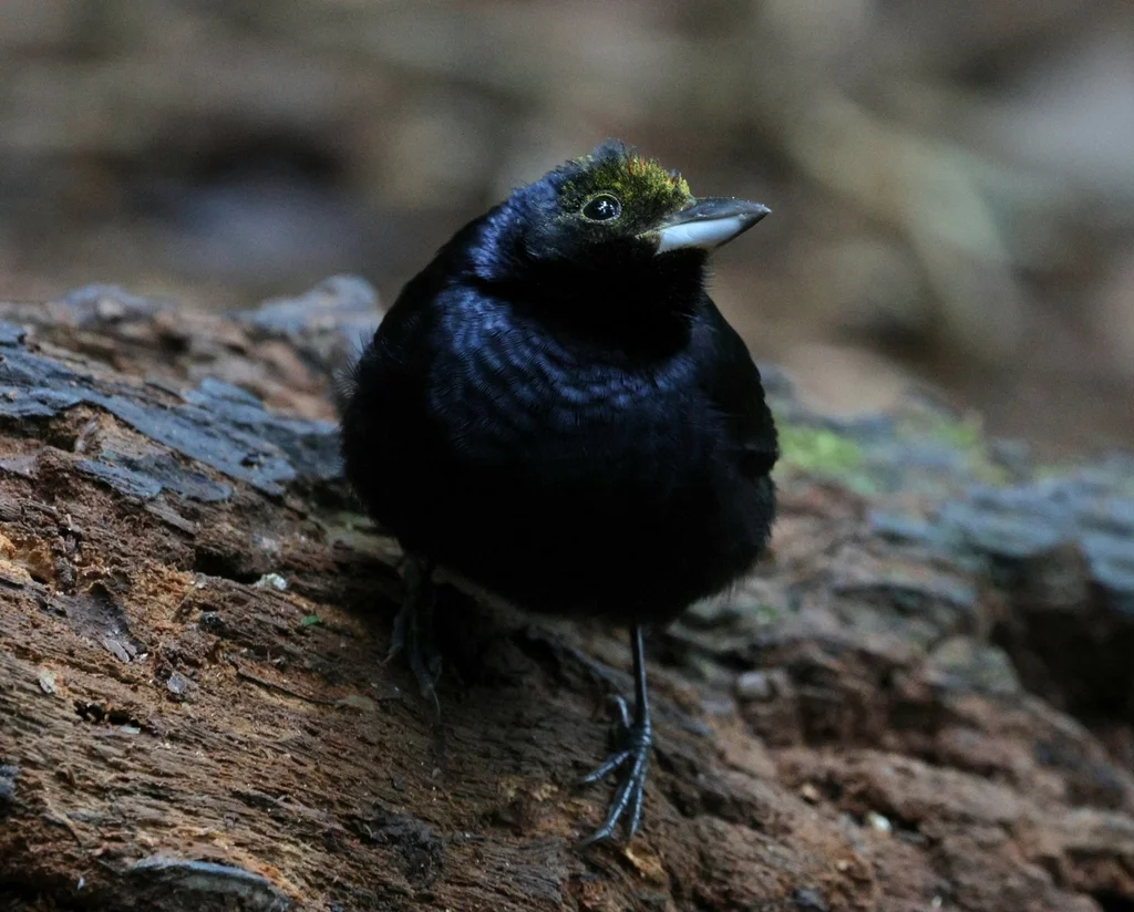 红冠黑唐纳雀(Tachyphonus coronatus)