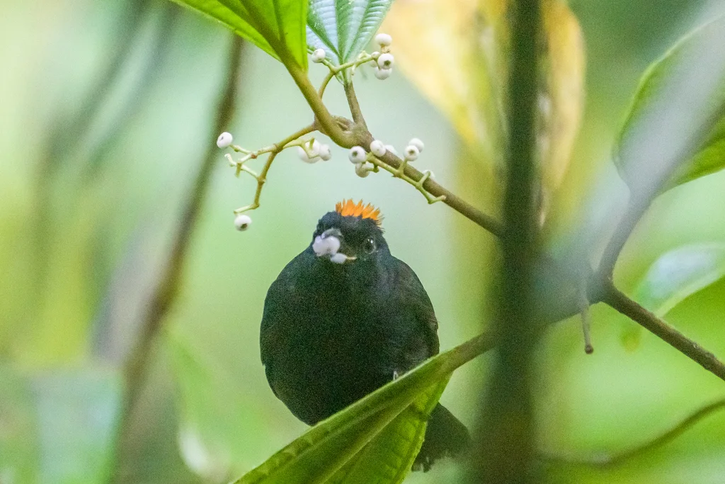 黄冠黑唐纳雀(Tachyphonus delatrii)