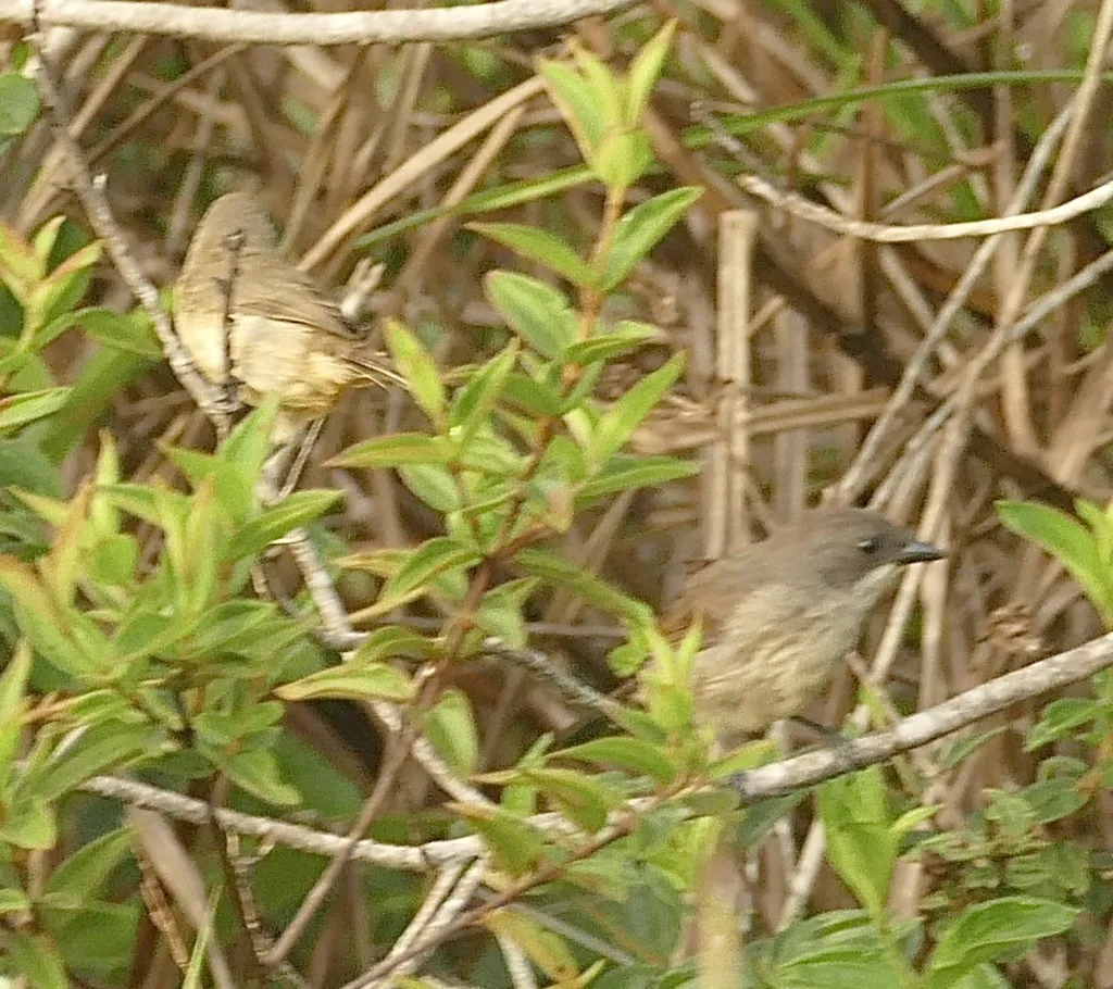 红肩黑唐纳雀(Tachyphonus phoenicius)