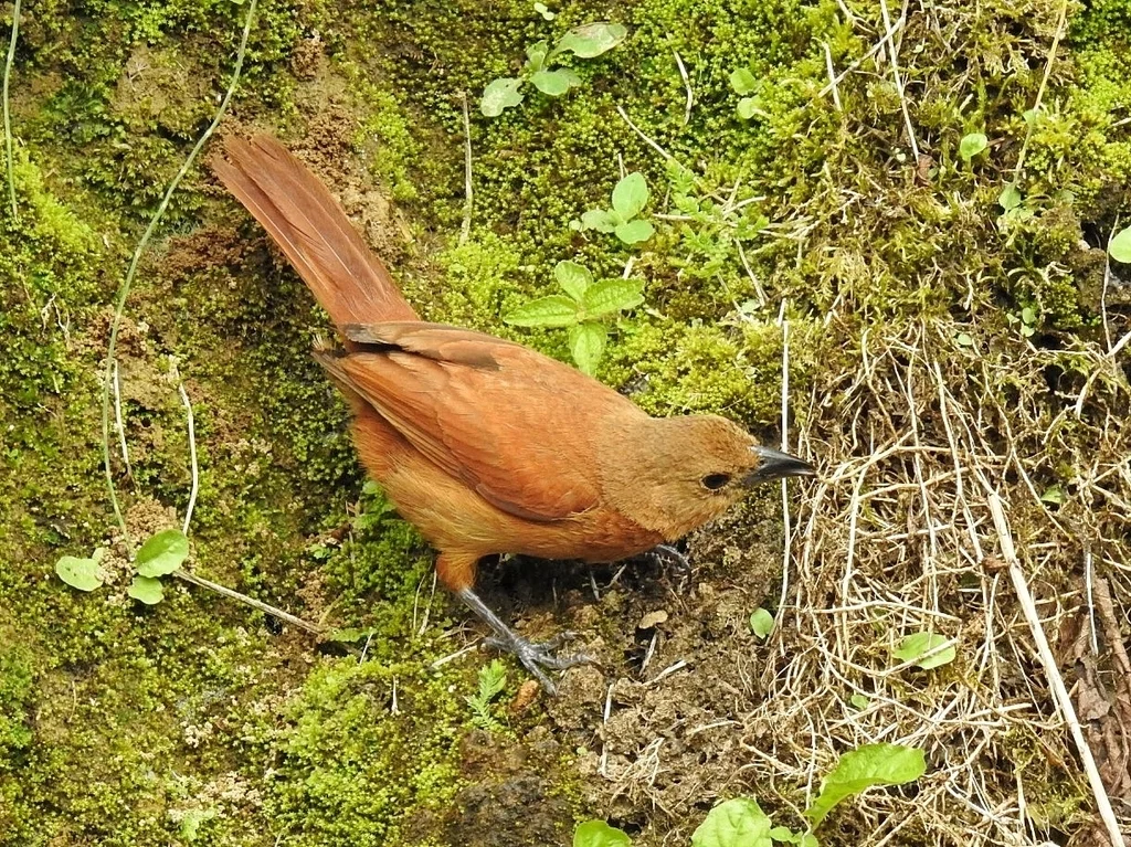 纹肩黑唐纳雀(Tachyphonus rufus)