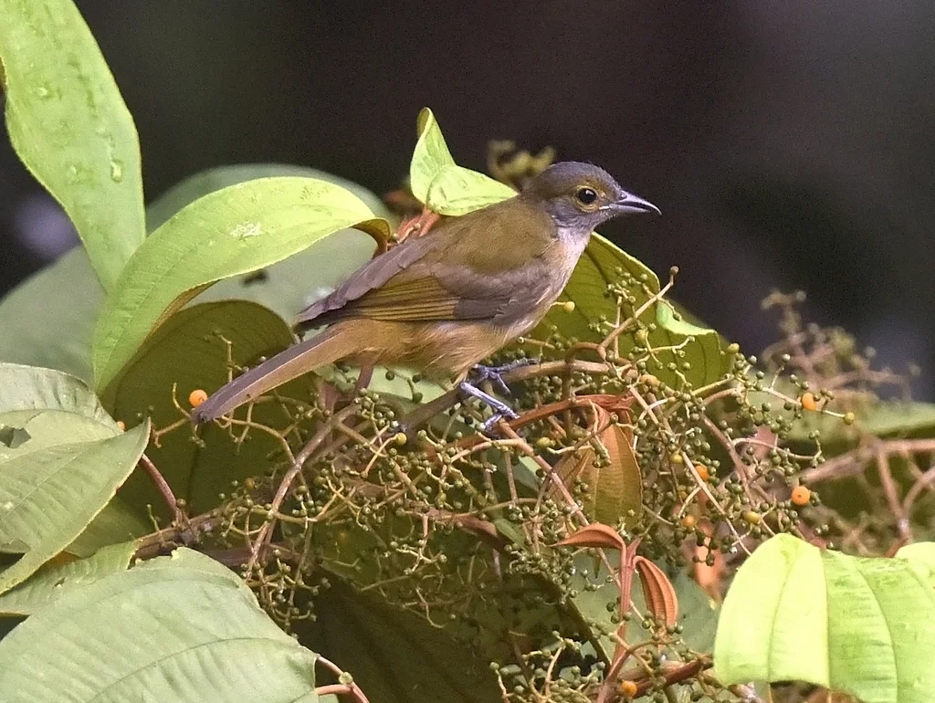 暗黄顶黑唐纳雀(Tachyphonus surinamus)