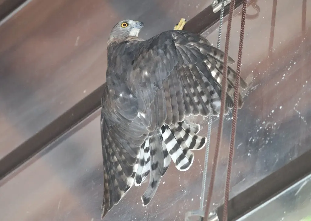 褐耳鹰(Tachyspiza badia)