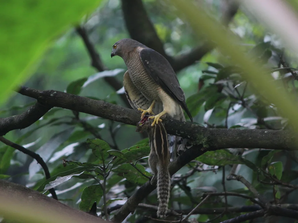 褐耳鹰(Tachyspiza badia)