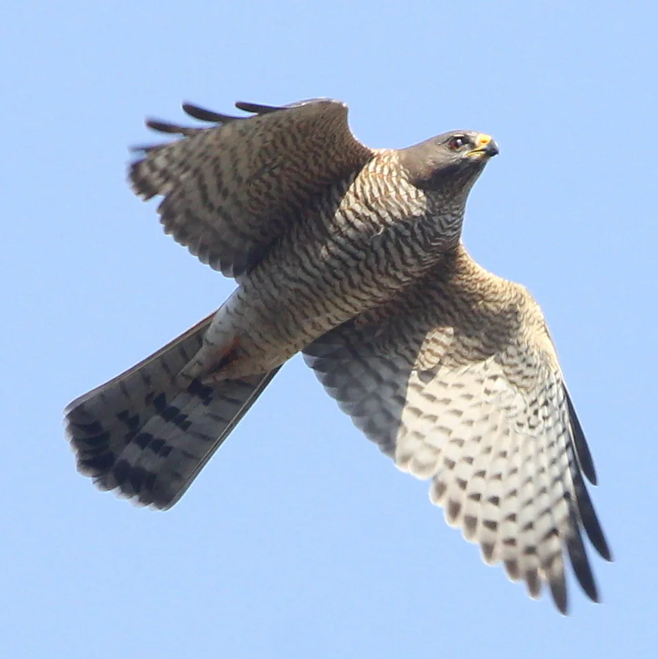东雀鹰(Tachyspiza brevipes)