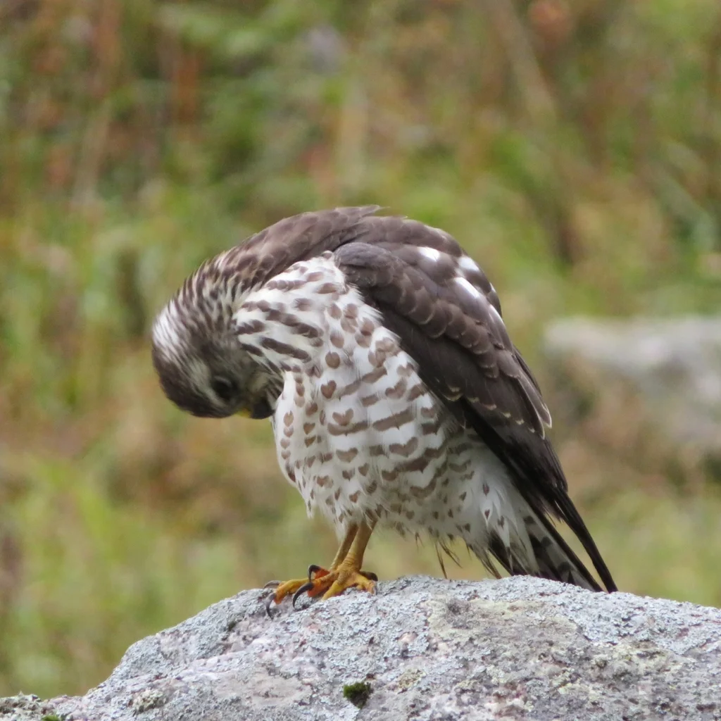 东雀鹰(Tachyspiza brevipes)
