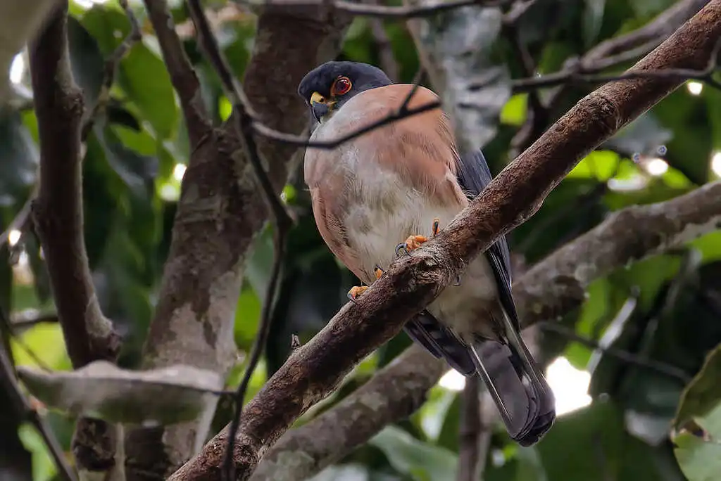 红腿雀鹰(Tachyspiza erythropus)