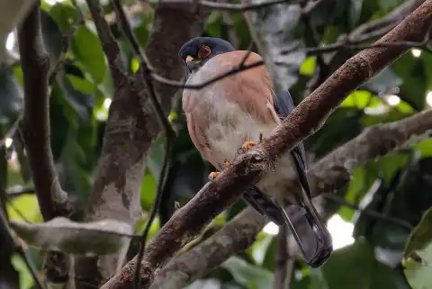 红腿雀鹰