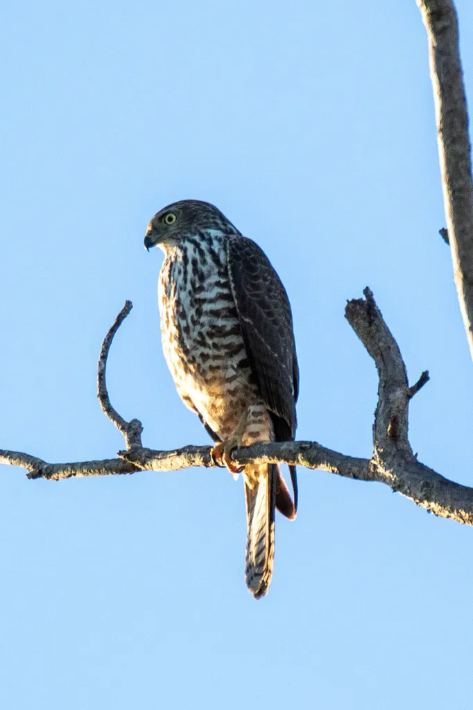 褐鹰(Tachyspiza fasciata)