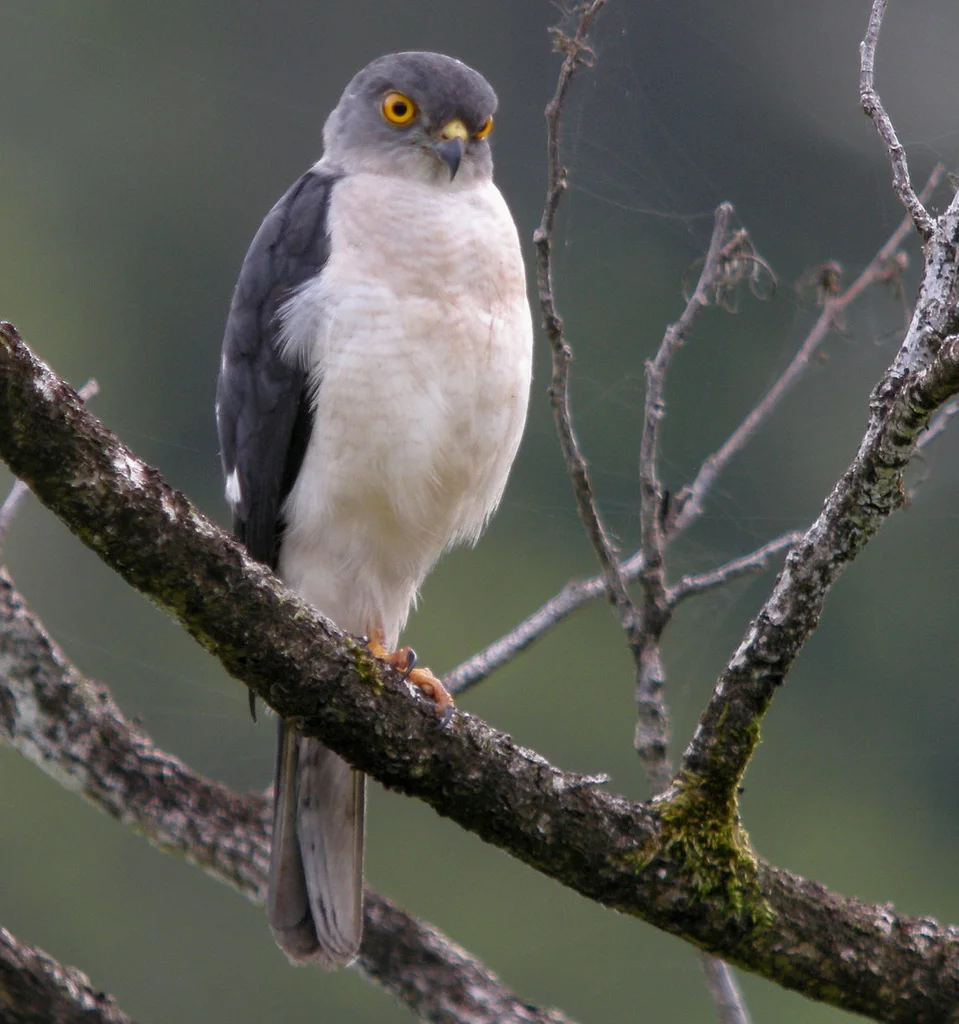 马岛鹰(Tachyspiza francesiae)