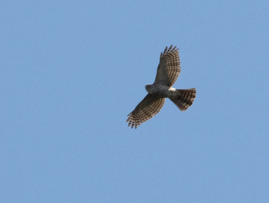马岛鹰(Tachyspiza francesiae)