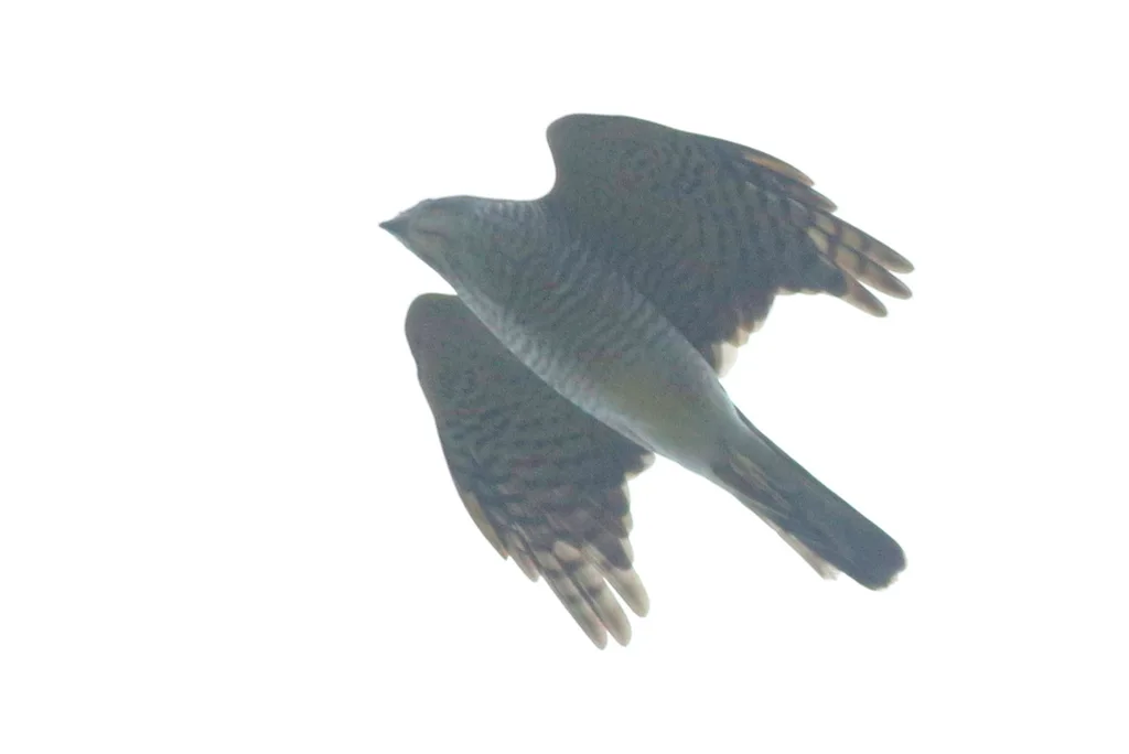 日本松雀鹰(Tachyspiza gularis)