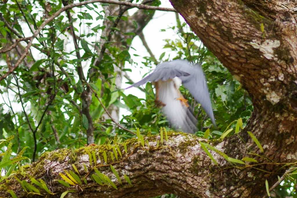 白腹鹰(Tachyspiza haplochrous)