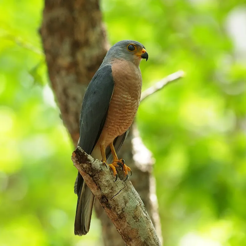 杂色鹰(Tachyspiza hiogaster)