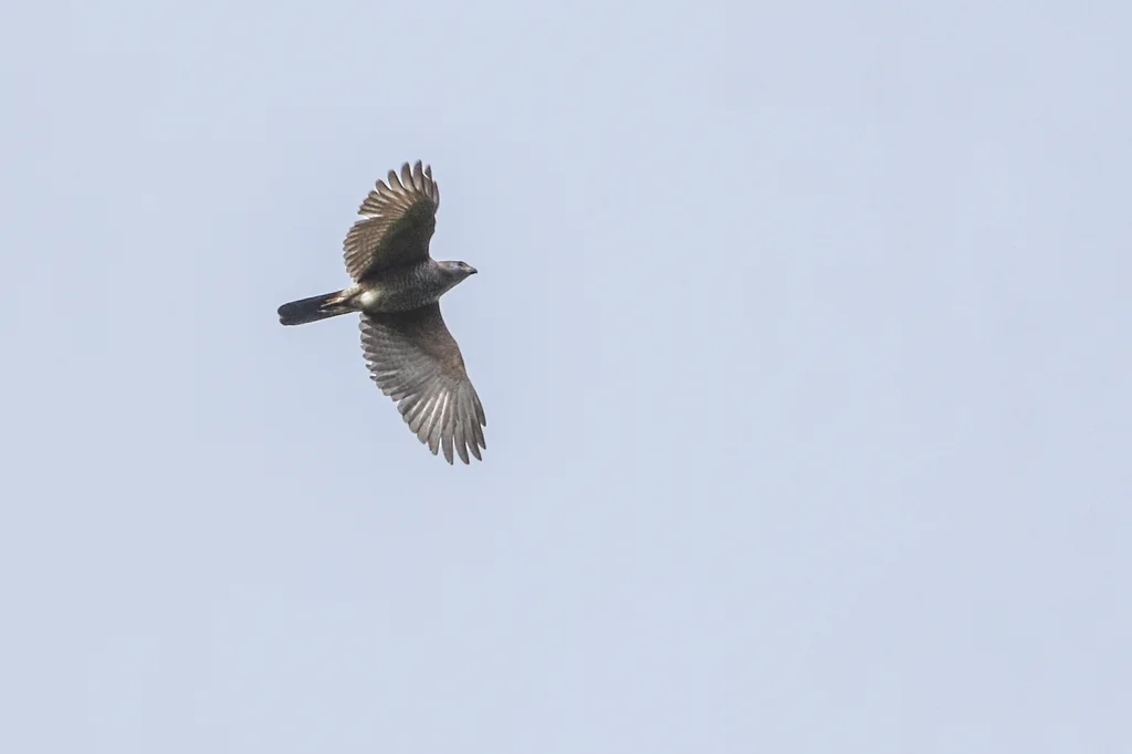 杂色鹰(Tachyspiza hiogaster)