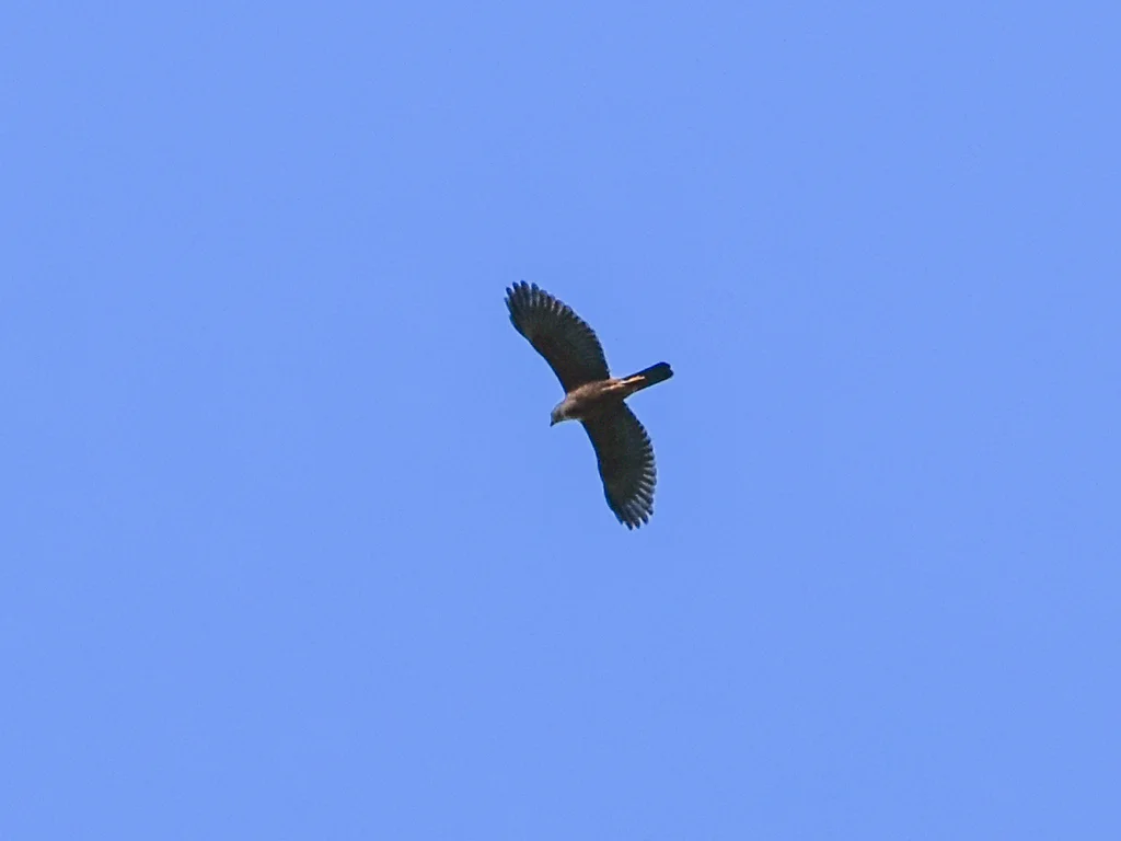 杂色鹰(Tachyspiza hiogaster)
