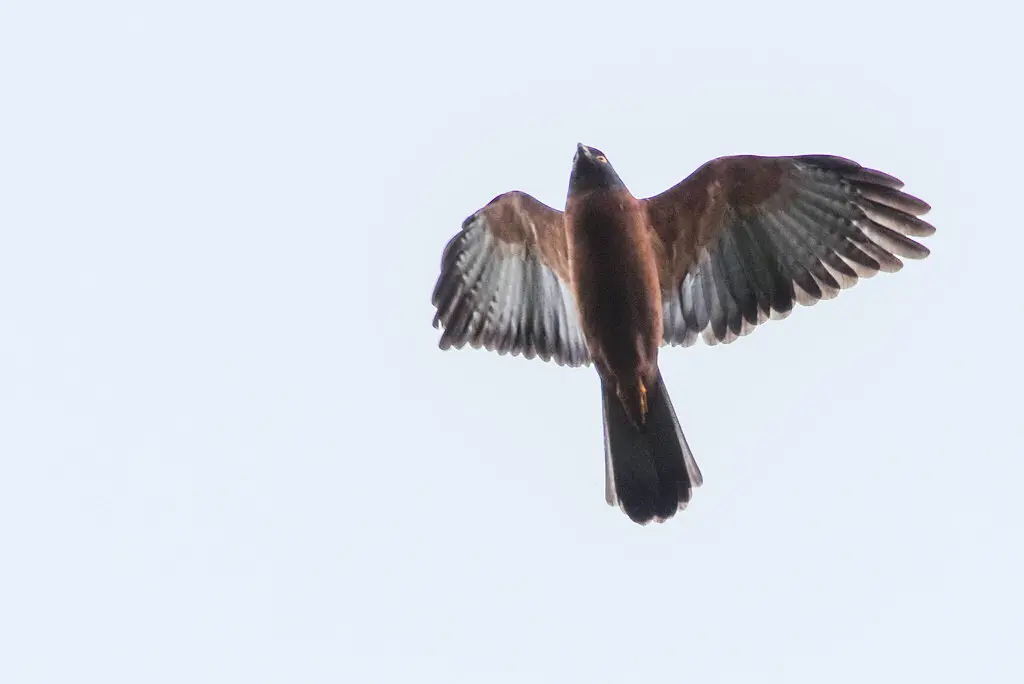 黑背鹰（Tachyspiza melanochlamys）