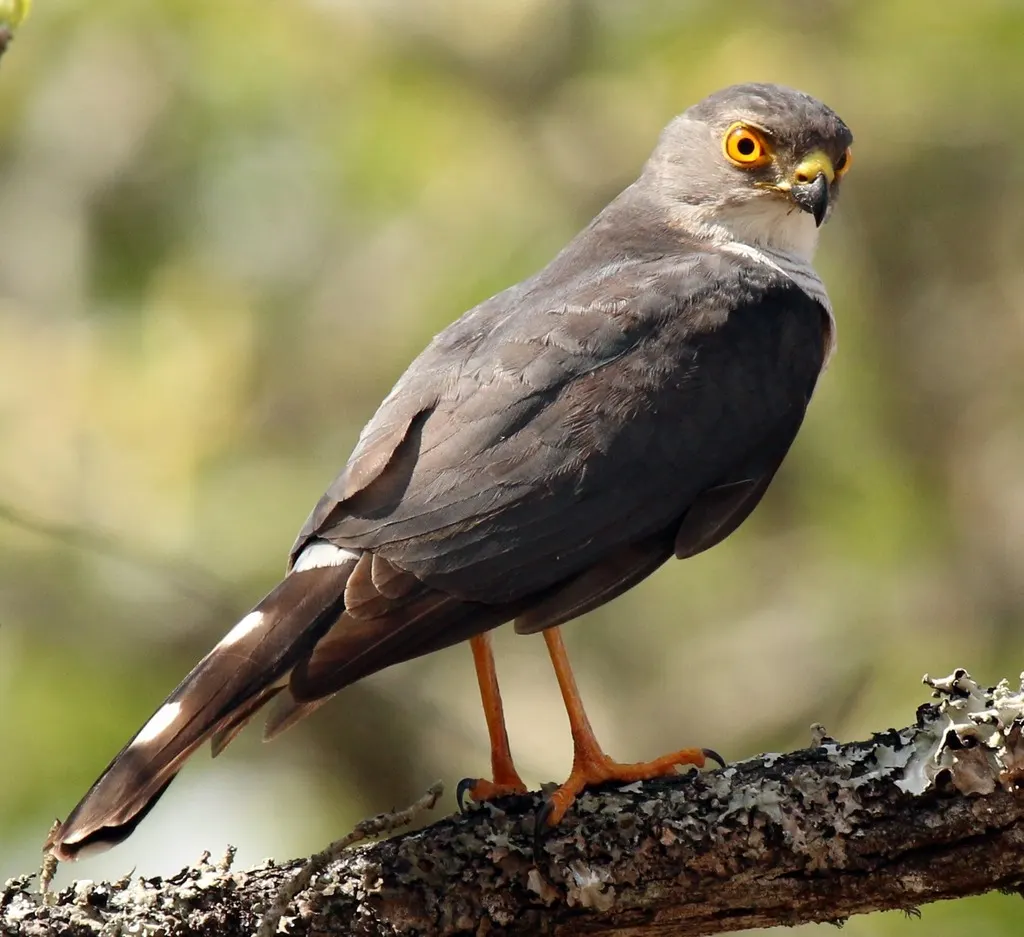 非洲小雀鹰(Tachyspiza minulla)