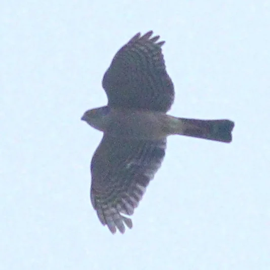 非洲小雀鹰(Tachyspiza minulla)