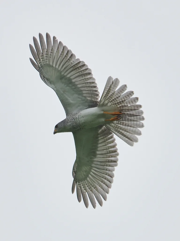 灰鹰（Tachyspiza novaehollandiae）