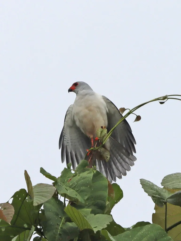 苍头鹰(Tachyspiza poliocephala)