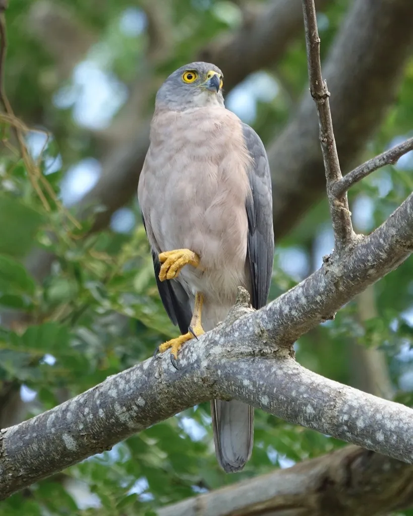 斐济鹰(Tachyspiza rufitorques)