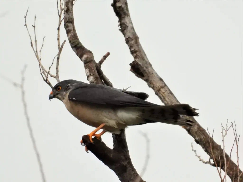 赤腹鹰(Tachyspiza soloensis)