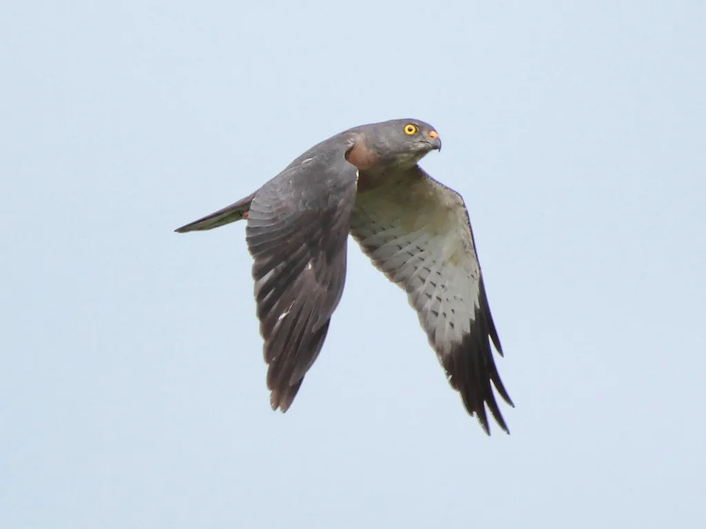 赤腹鹰(Tachyspiza soloensis)