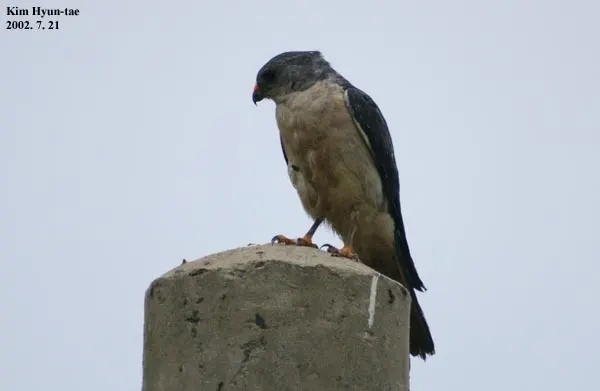 赤腹鹰(Tachyspiza soloensis)