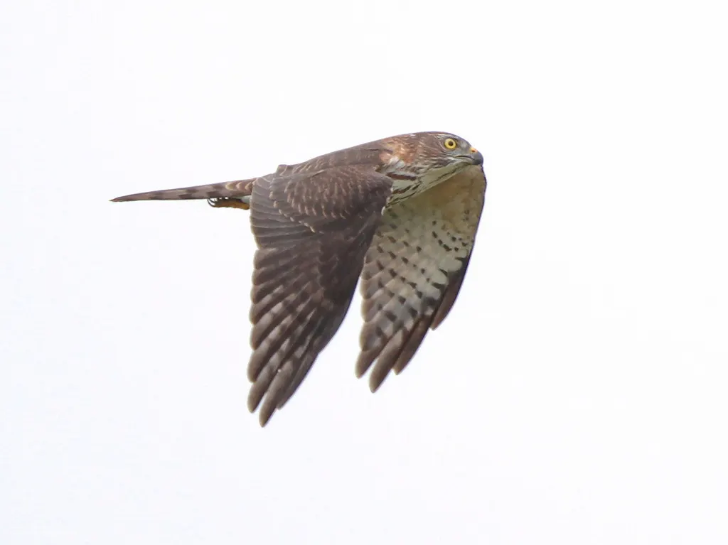 赤腹鹰(Tachyspiza soloensis)