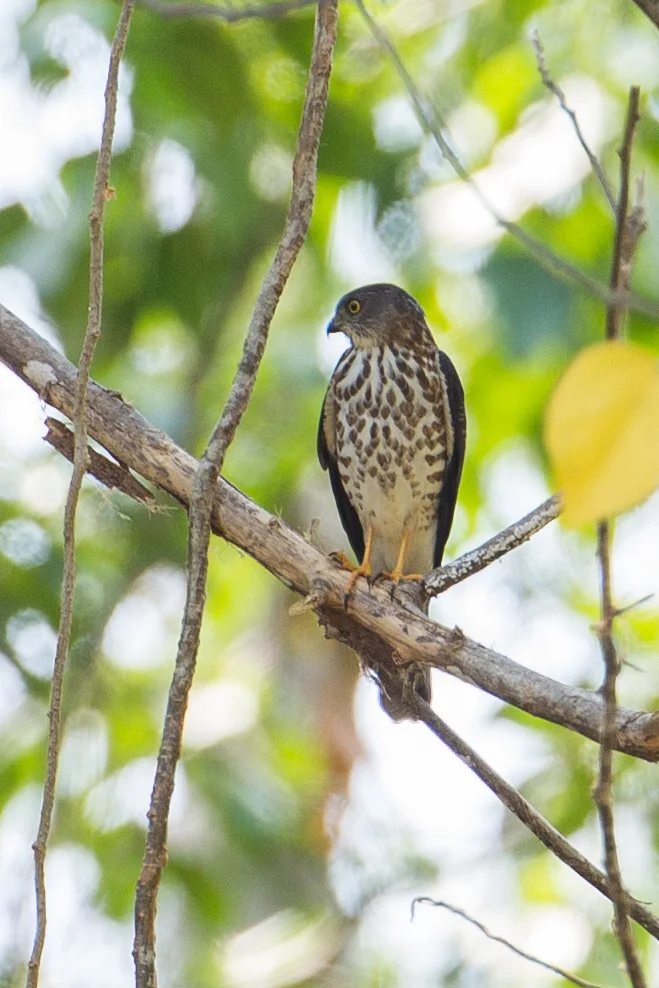 赤腹鹰(Tachyspiza soloensis)