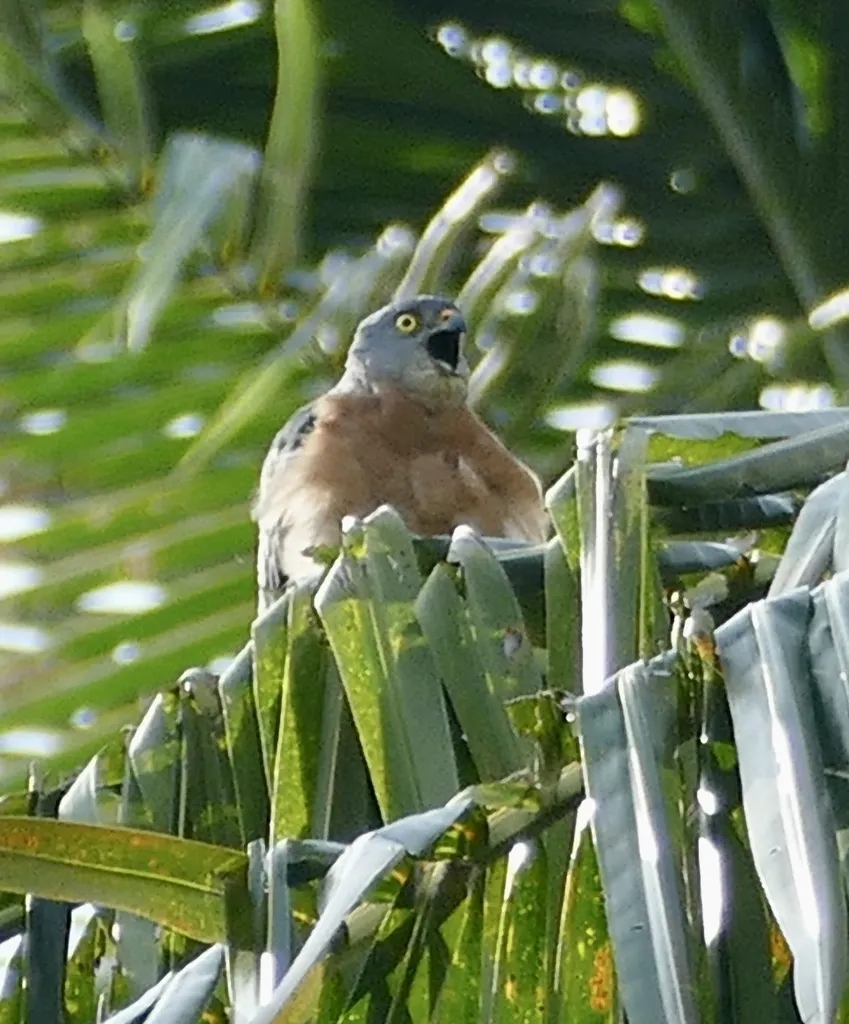 赤腹鹰(Tachyspiza soloensis)