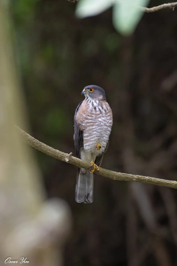 松雀鹰(Tachyspiza virgata)