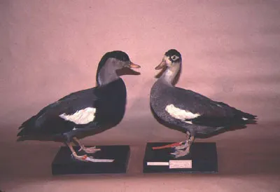 冠麻鸭(Tadorna cristata)