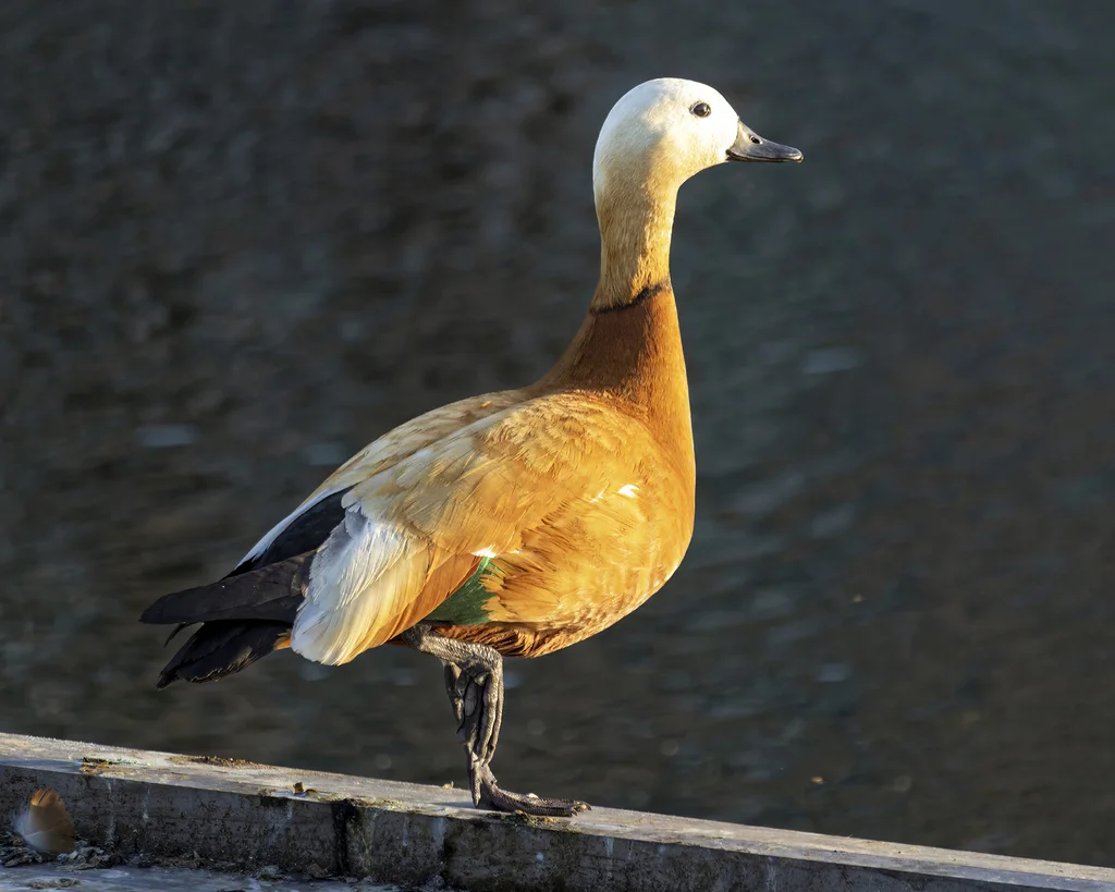 赤麻鸭(Tadorna ferruginea)