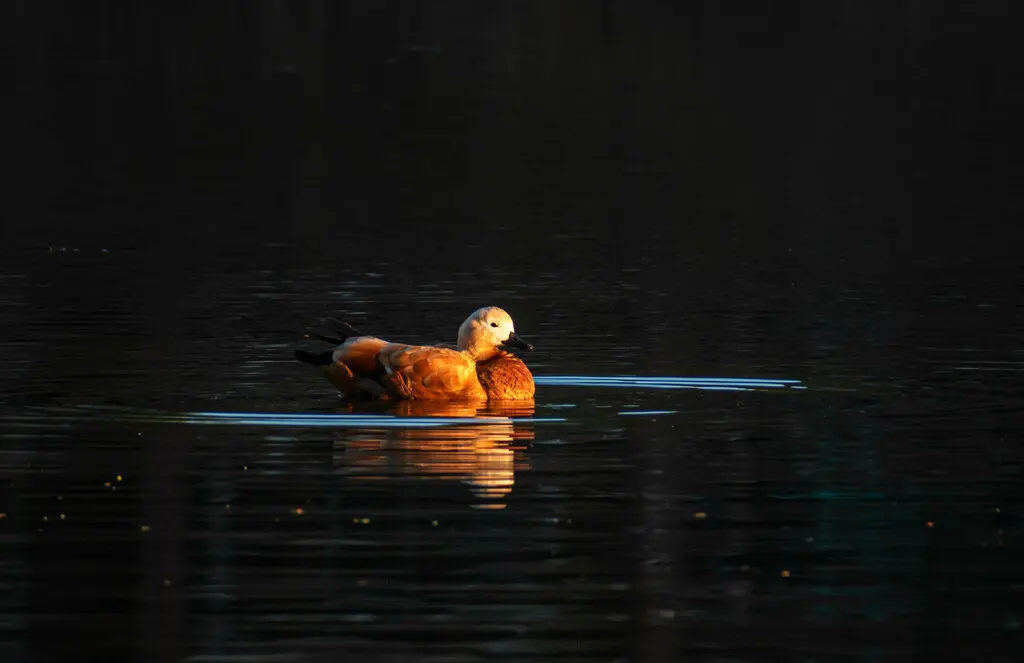 赤麻鸭(Tadorna ferruginea)