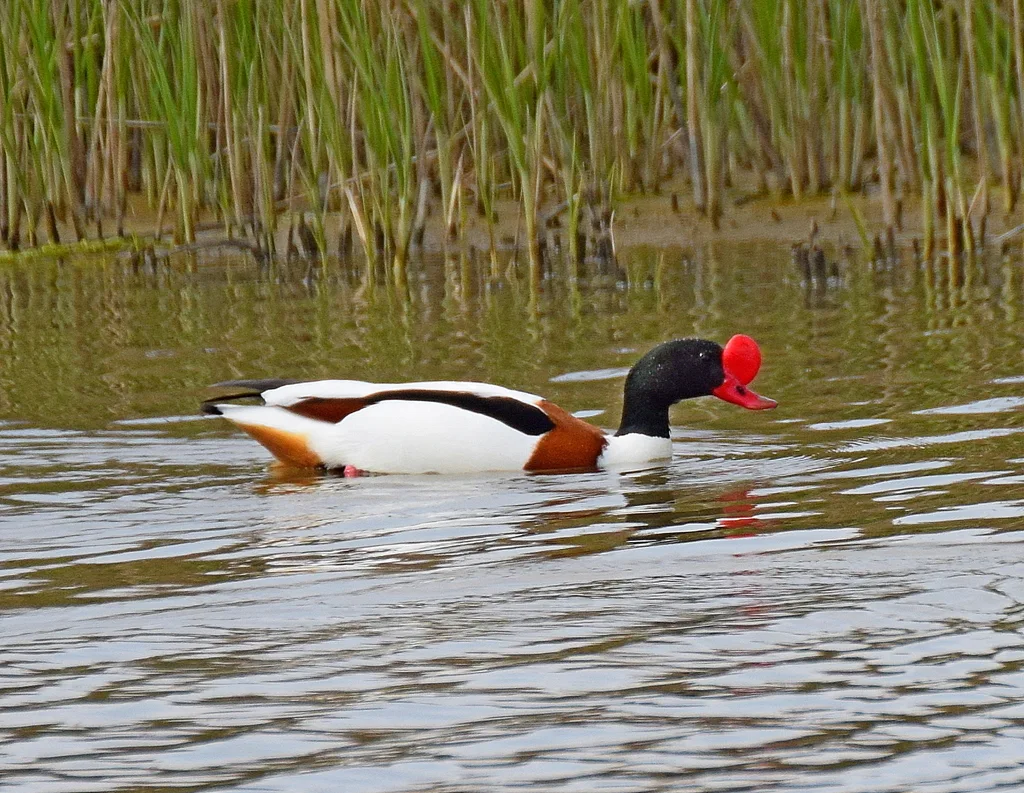 翘鼻麻鸭(Tadorna tadorna)