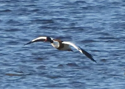 翘鼻麻鸭(Tadorna tadorna)