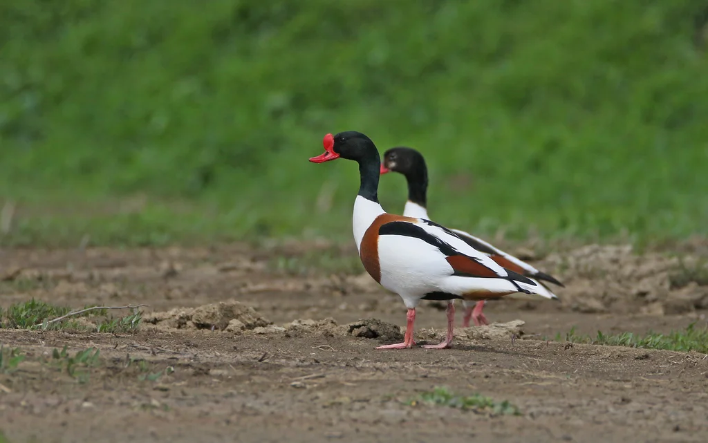 翘鼻麻鸭(Tadorna tadorna)