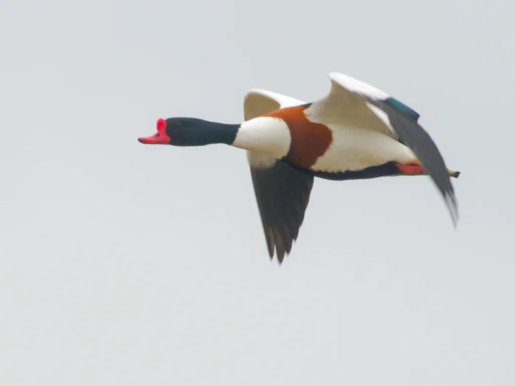 翘鼻麻鸭(Tadorna tadorna)