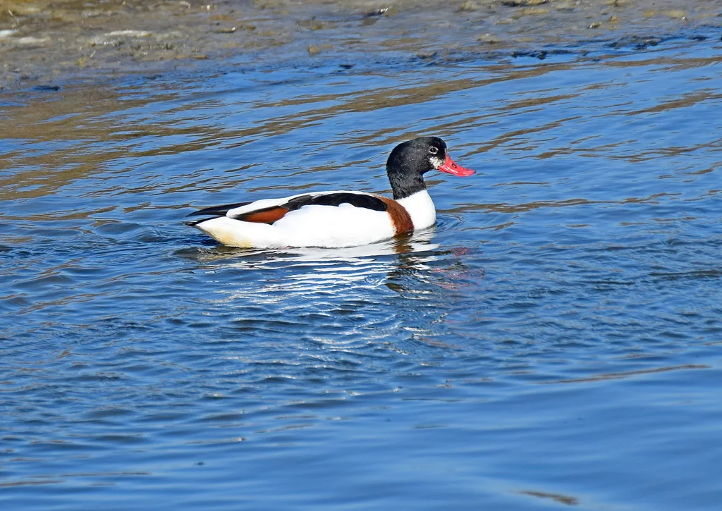 翘鼻麻鸭(Tadorna tadorna)